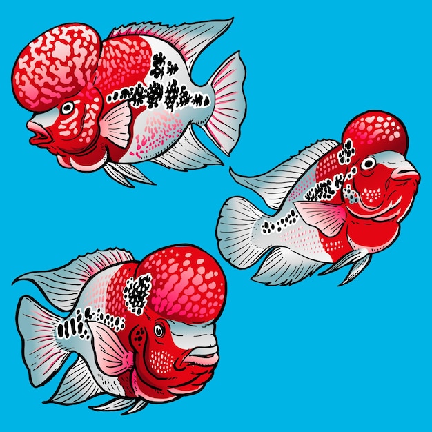 Рыба флауэрхорн или лаосская рыба
