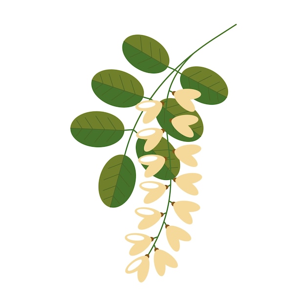 ベクトル 白い背景に葉を持つ開花アカシア白いアカシアの花フラット スタイルのベクトル図