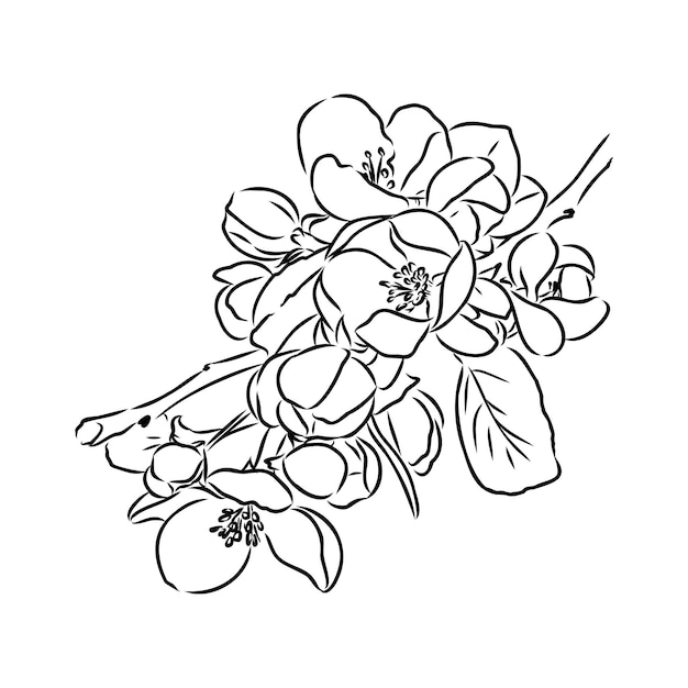 Vector flowering branch of apple tree hand drawing in ink sketch outline apple blossoms vector sketch