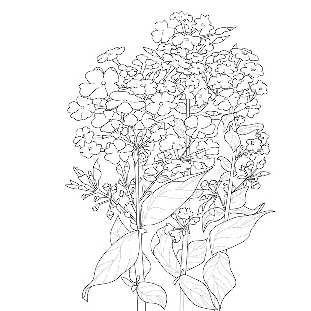 Flowering phlox blossoms with leaves coloring book page