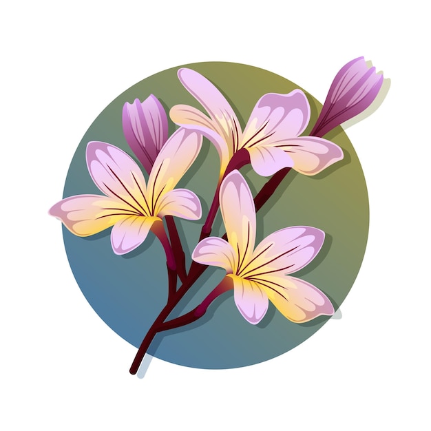 Vector flowering plumeria branch