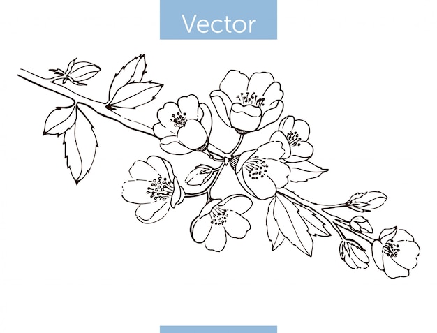 Vector flowering quince branch. hand-drawn.