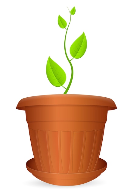 Flowerpot plant