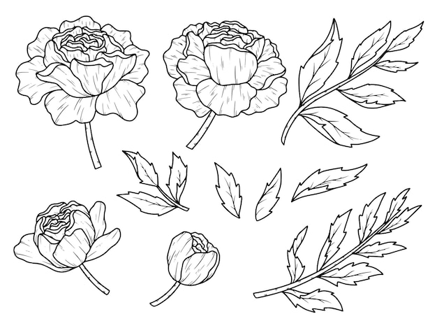 Flowers arrangement with hand drawn line art