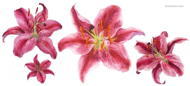 Flowers of asian lily stargazer traced watercolor