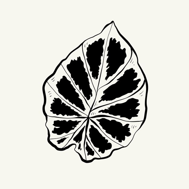 Vector flowers, botanica illustration. black ink, line, doodle style.