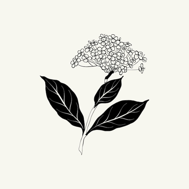 Vector flowers, botanica illustration. black ink, line, doodle style.