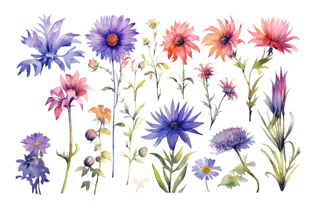 Flowers cornflowers bluebells echinacea nature botanical decorative collection Vector illustration isolated collection tropical leaf set