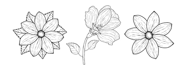 Disegno di fiori e schizzo con disegni al tratto. elementi botanici alla moda. per inviti e san valentino