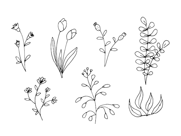 Vector flowers herbs and plants handdrawn in the style of doodles