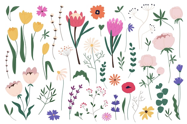 Flowers and Herbs Vector Set