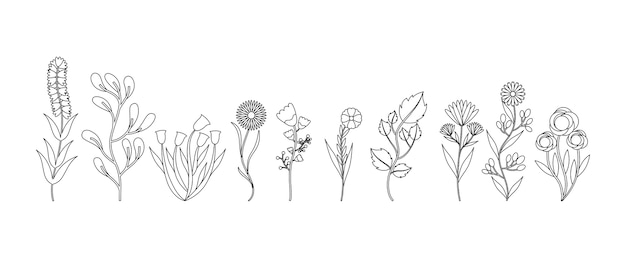 Vector flowers and herbs