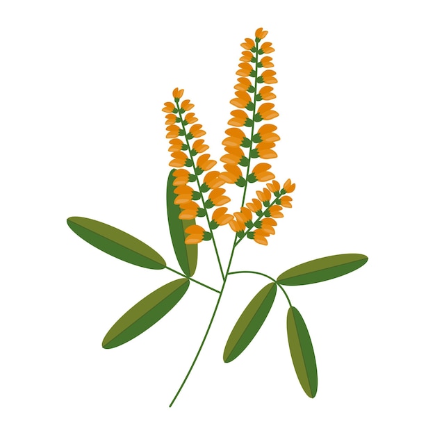 Vector flowers or inflorescences of sweet clover or sweet clover stems and leaves highlighted on a white background wild flowering grass or herbaceous plant botanical vector illustration the honey plant