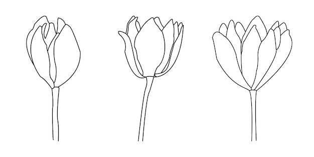 Flowers Line Illustration Minimalist Prints Set