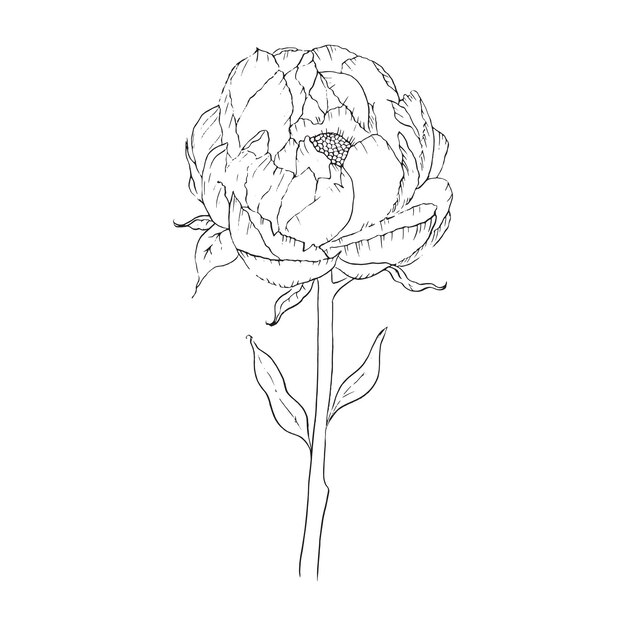 Vector flowers peony outline sketch art line