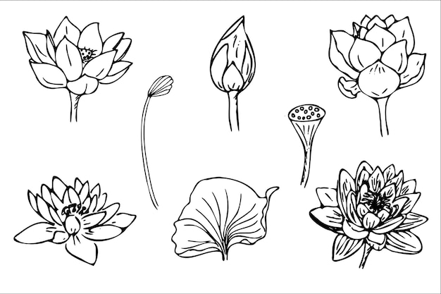 Flowers plants leaves. Doodle style cute flowers and plants, hand drawn leaves and twigs.