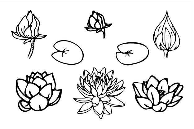 Flowers plants leaves. Doodle style cute flowers and plants, hand drawn leaves and twigs.