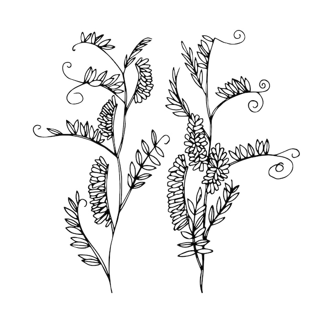 クサフジまたはクサフジの花の茎と葉