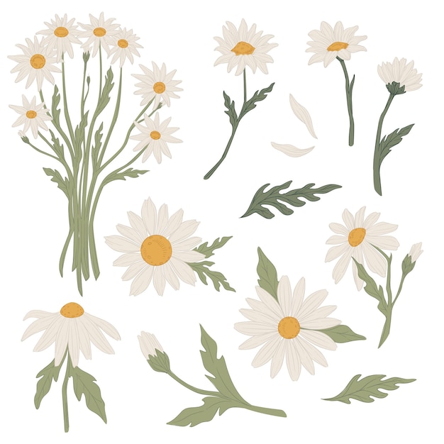 Vector flowers tied in bouquet, isolated icons of chamomile in blossom