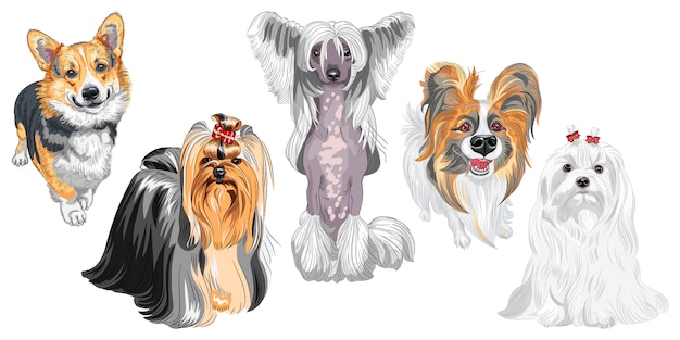 Vector fluffy dogs different breeds