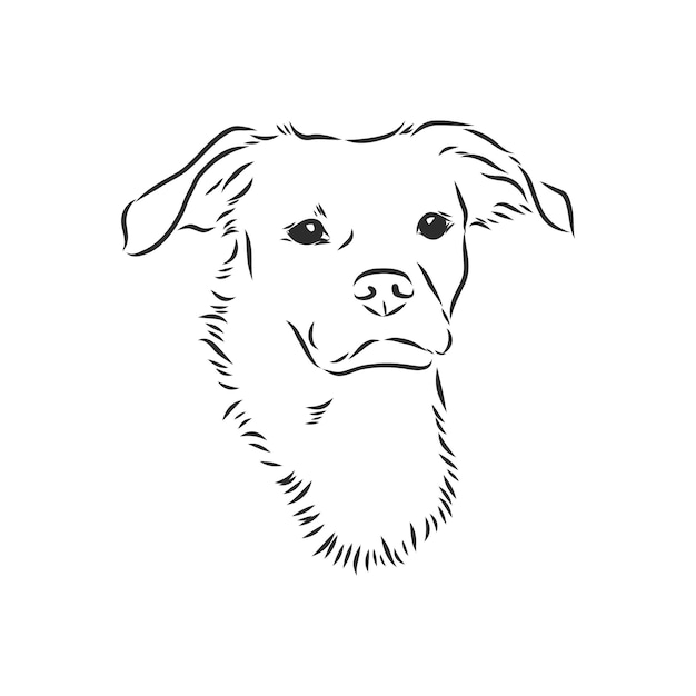 Vector fluffy mongrel dog vector hand drawing illustration