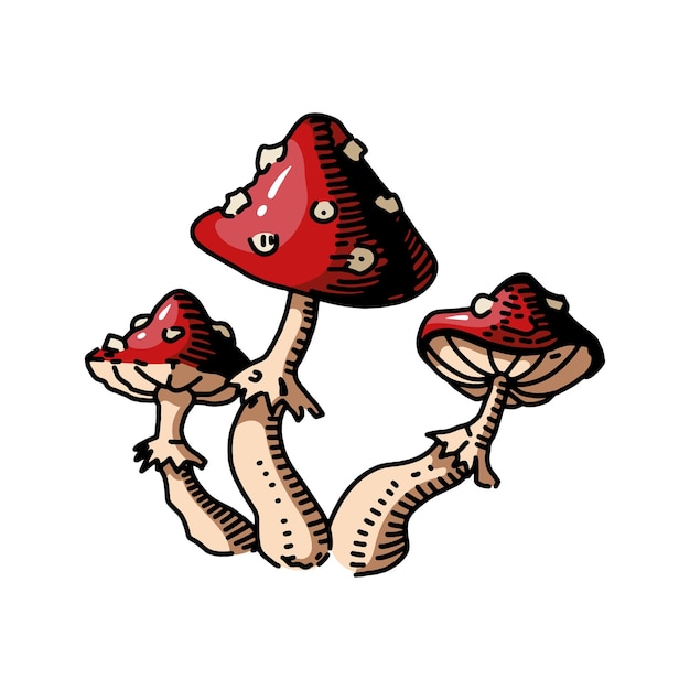 Fly agaric or amanita mushrooms group