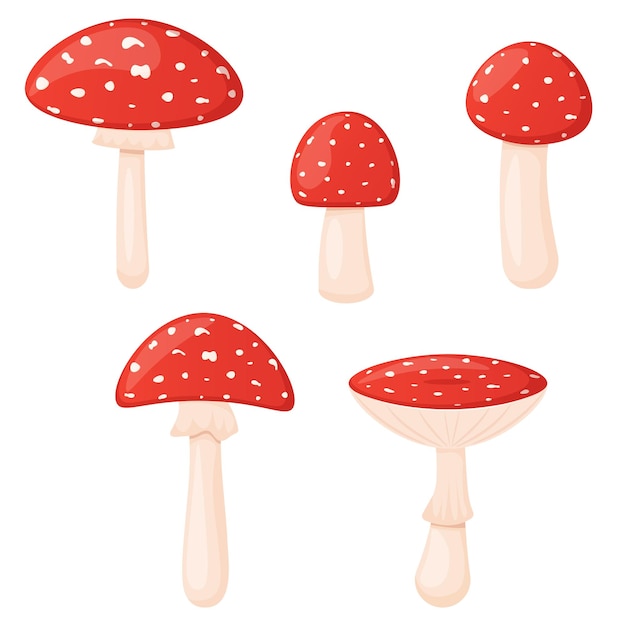 흰색 숲 유독한 버섯에 고립 된 비행 agaric 컬렉션