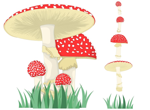 비행 agaric 버섯 또는 버섯 버섯의 다른 성장