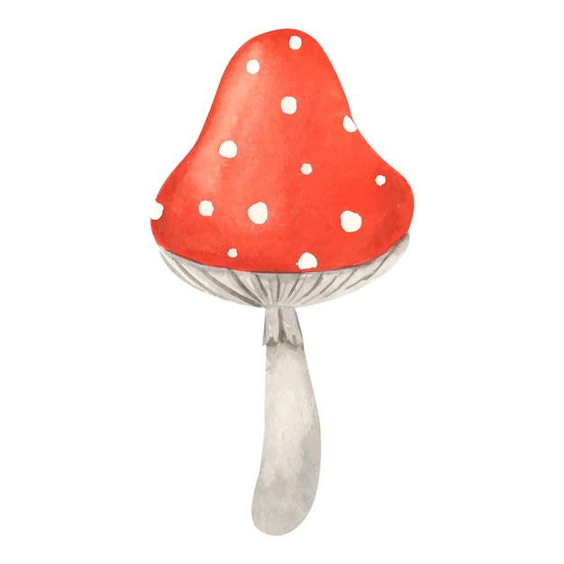 Fly agaric mushroom Watercolor illustration Hand drawn poison fungi amanita muscaria