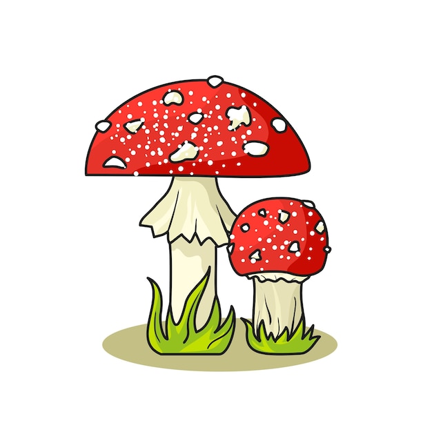 Fly agaric mushrooms