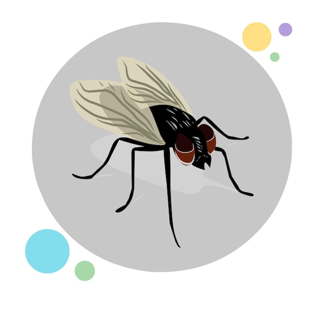 Vector fly illustration vector