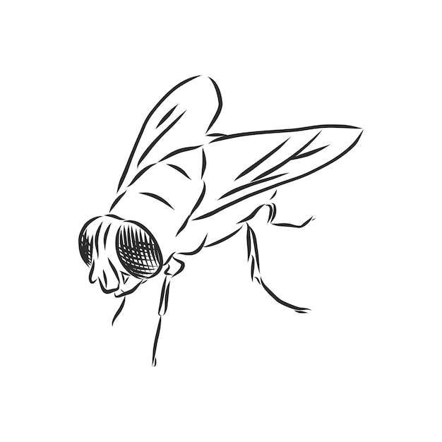 Premium Vector  Fly insect design element illustration fly vector sketch  illustration