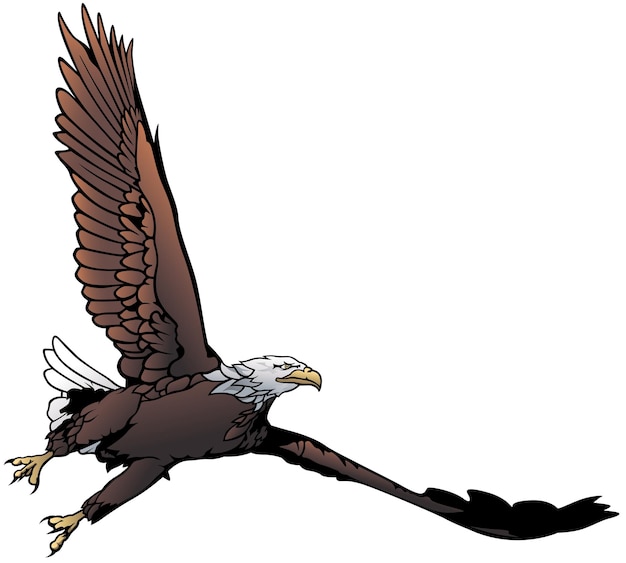 Premium Vector | Flying bald eagle illustration