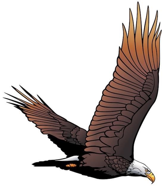 Vector flying bald eagle illustration