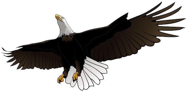 Flying bald eagle illustration