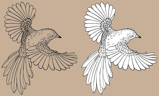 Vettore vettore di uccelli in volo, disegno lineare, in bianco e nero. per i libri da colorare. per le tue illustrazioni