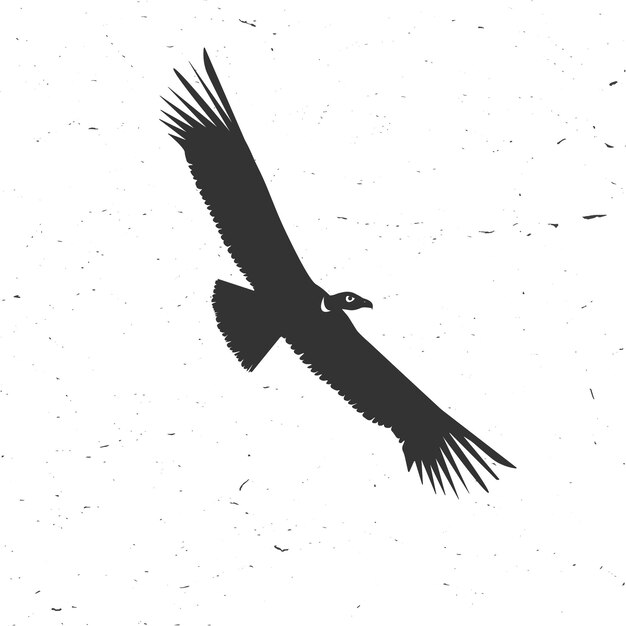 Vector flying condor silhouette on the white background