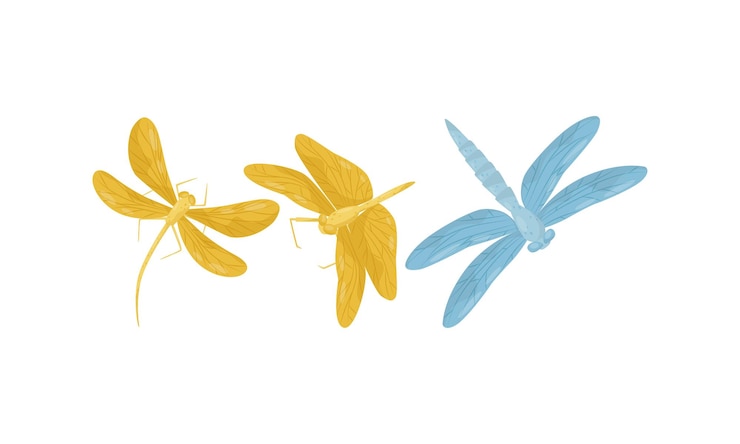Vector flying dragonfly isolated on white background vector set
