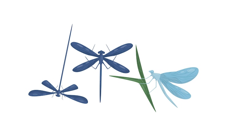 Vector flying dragonfly isolated on white background vector set