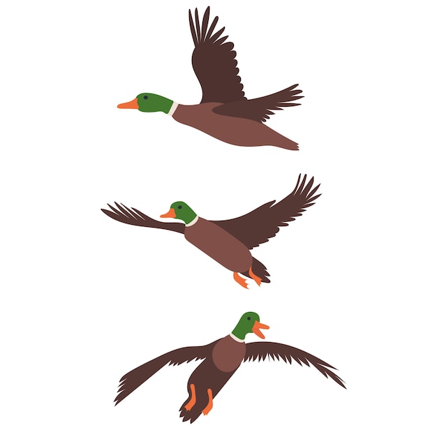 Vector flying duck on white background isolated