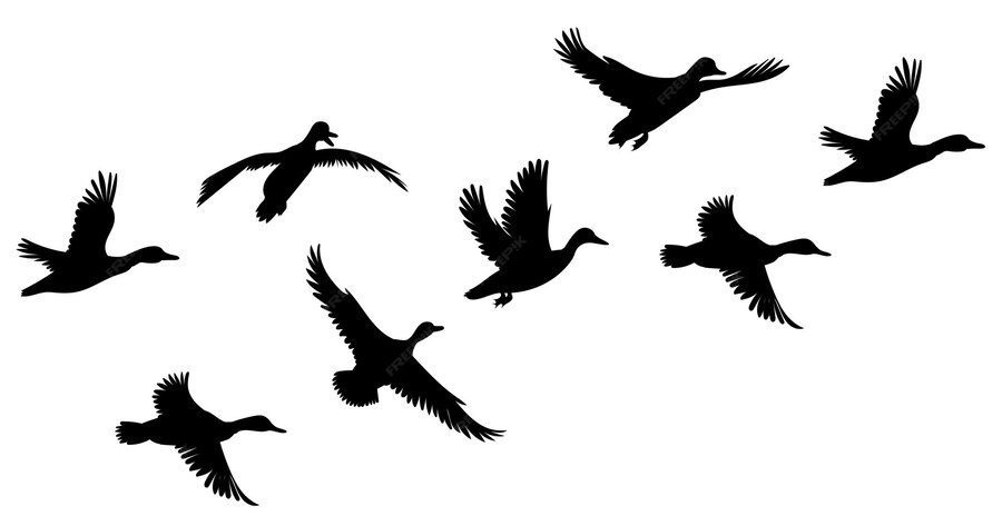 Premium Vector | Flying ducks set black silhouette isolated vector