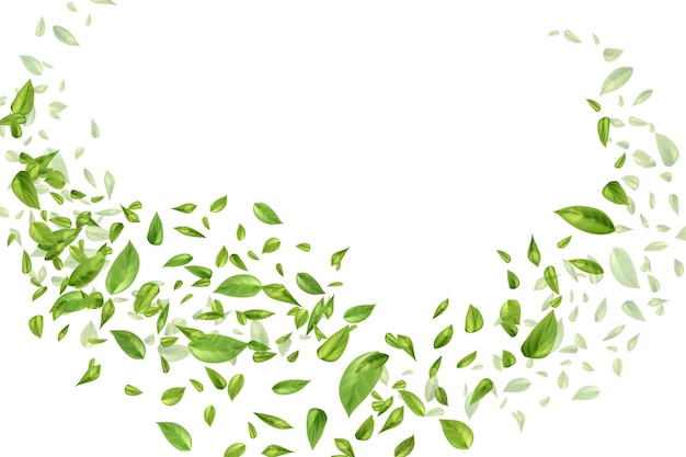 Vector flying or falling tea or mint leaves on white background