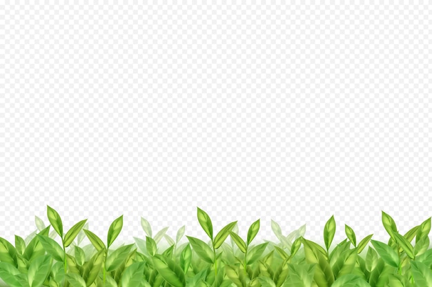 Flying or falling tea or mint leaves on white background