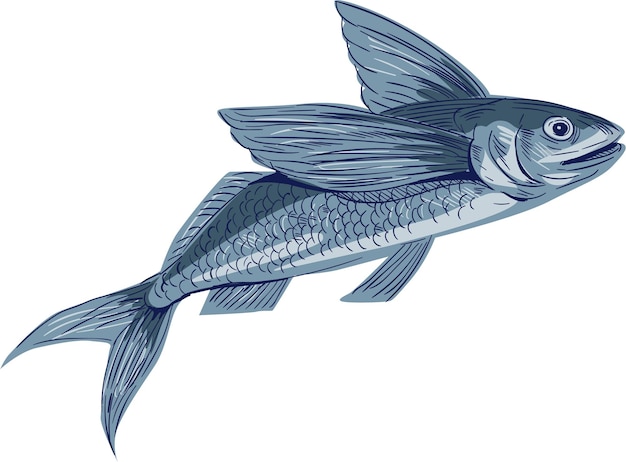 Vector flying fish drawing