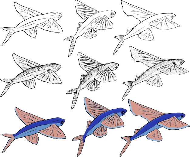 Flying fish sketch collection Hand drawn vector fish Sea river or ocean fish