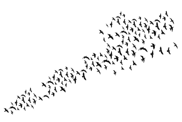 Flying flock of birds on white background silhouette isolated