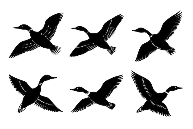 flying loon bird silhouette