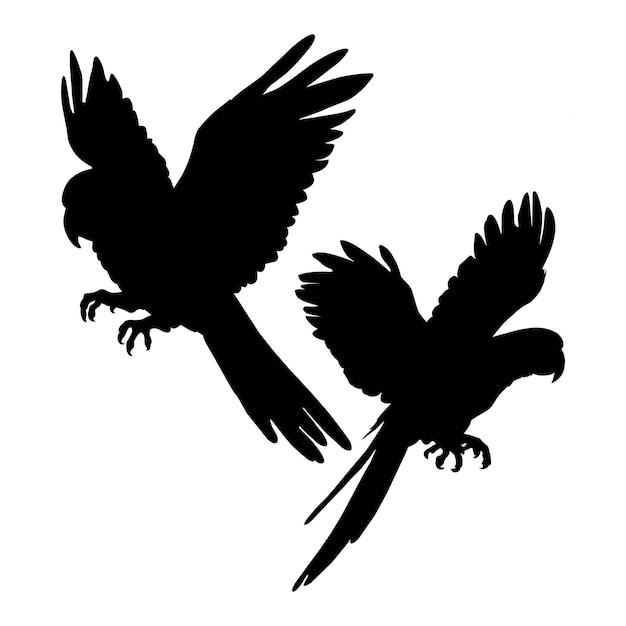 Vector flying parrot silhouette on white