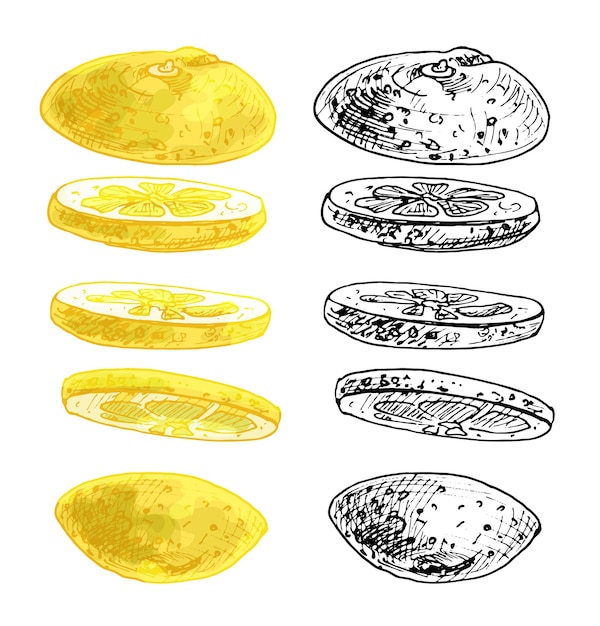 신선한 레몬의 비행 조각입니다. 벡터 빈티지 해칭 색상 그림입니다.