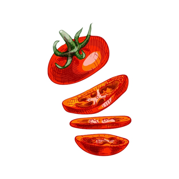 Pezzi volanti di pomodoro rosso. illustrazione di colore di tratteggio dell'annata di vettore.